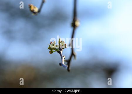 Closeup of Prunus cerasifera known as cherry plum, myrobalan plum tree blooming in Springtime. Beautiful blossom in sunny daylight. Stock Photo