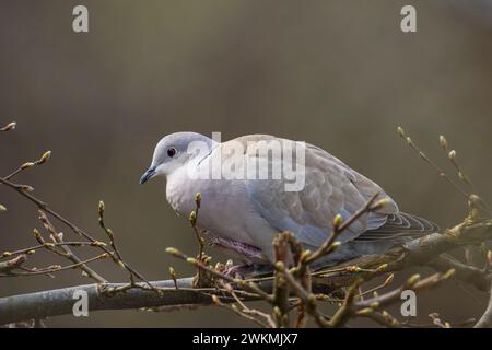 Closeup of a Eurasian collared dove, Streptopelia decaocto, bird perched in a tree Stock Photo