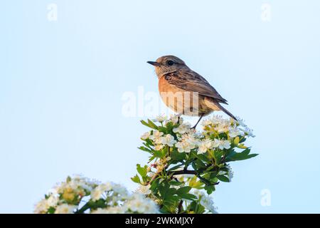 Stonechat, Saxicola rubicola, bird close-up singing in the morning sun Stock Photo