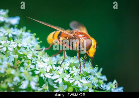 Closeup of a Volucella zonaria, the hornet mimic hoverfly, feeding nectar on white flowers Stock Photo
