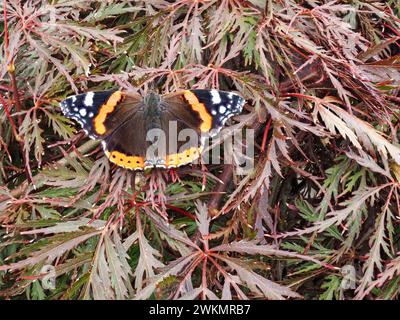 orange brown butterfly on red maple Stock Photo