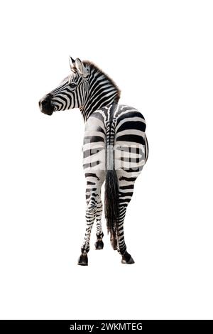 zebra isolated on white background. Stock Photo
