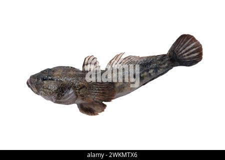 Freshwater goby isolated on white background. Stock Photo