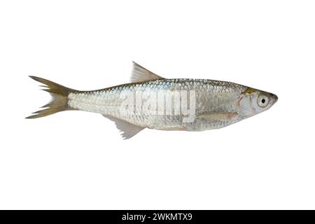 fish bleak(Alburnus alburnus) on white background Stock Photo