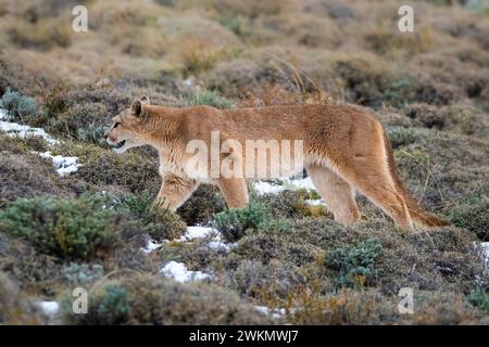 Puma walking in mountain environment, Torres del Paine National Park, Patagonia, Chile. Stock Photo