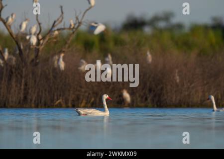 Coscoroba swan swimming in a lagoon , La Pampa Province, Patagonia, Argentina. Stock Photo