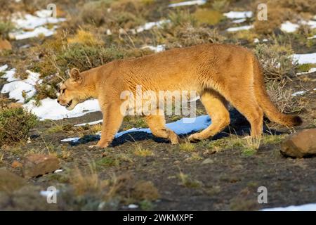 Puma walking in mountain environment, Torres del Paine National Park, Patagonia, Chile. Stock Photo