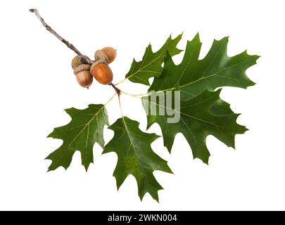 Oak branch with acorns and leaves isolated on white background Stock Photo