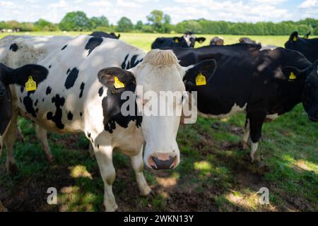 Cow on a summer pasture. Herd of cows grazing in Alps. Holstein cows on summer pasture. Mature cow at grass field. Cows eating grass at pasture. Cow F Stock Photo