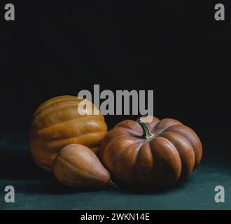 Autumn ripe pumpkins on a dark background with space for text. Thanksgiving or Halloween concept. Diet. Horticulture. Natural useful product. Diet. Pu Stock Photo