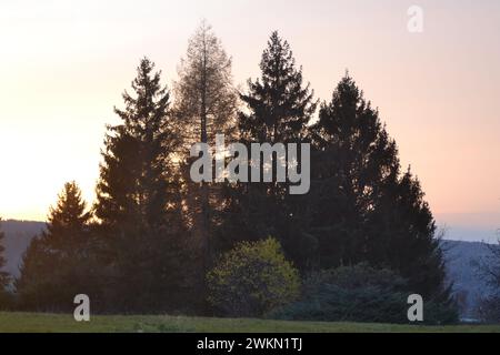 a family of fir trees on top of the mountain at a beautiful sunset Stock Photo