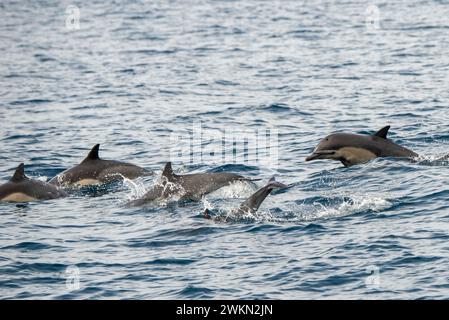 Dana Point, California. A group of Short-beaked common dolphins, Delphinus delphis swimming in the Pacific ocean Stock Photo