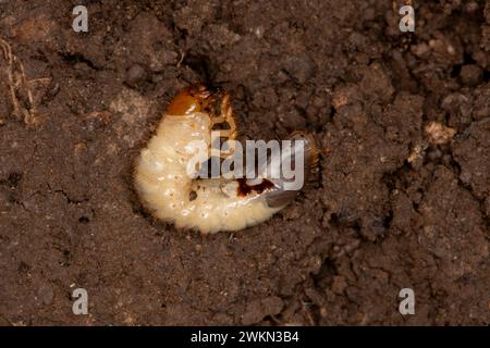 close up of white grub worm between roots in the soil, beetle larvae ...