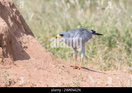 Eastern chanting-goshawk (Melierax poliopterus) on a termite mound where the bird has caught a caterpillar, probably of a hawk-moth Stock Photo