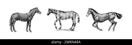 A Set Of Horses In Different Poses On A White Background. Hand drawn animal. Woodcut outline sketch. Vector engraved illustration for logo and tattoo Stock Vector