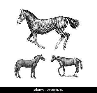 A Set Of Horses In Different Poses On A White Background. Hand drawn animal. Woodcut outline sketch. Vector engraved illustration for logo and tattoo Stock Vector