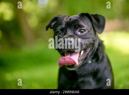 A happy black Pug dog panting outdoors Stock Photo
