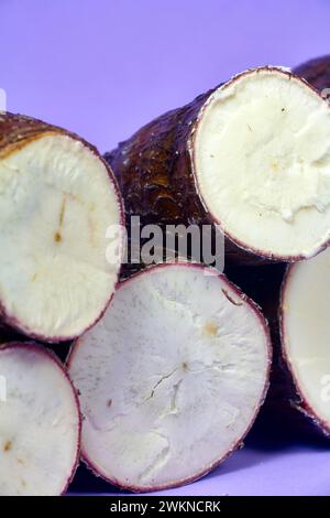 Fresh Organic Cassava Root, Manioc Esculenta, yuca On purple Background, hand table Stock Photo