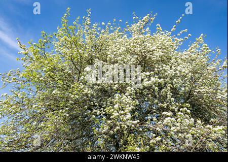 European pear (Pyrus communis), flowering, treetop, blue sky, Thuringia, Germany Stock Photo