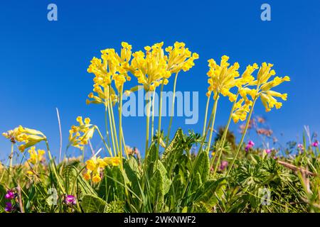 Beautiful blooming cowslip (Primula veris) on a meadow at a blue sky in spring Stock Photo
