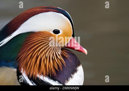 Portrait of a colourful mandarin duck (Aix galericulata), Hesse, Germany Stock Photo