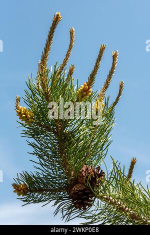 Lodgepole pine tree branch with male and female cones, Wallowa Mountains, Oregon. Stock Photo