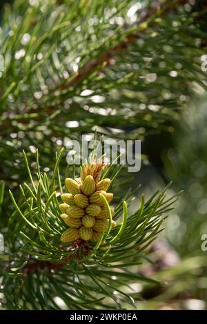 Lodgepole pine tree branch with male cone, Wallowa Mountains, Oregon. Stock Photo