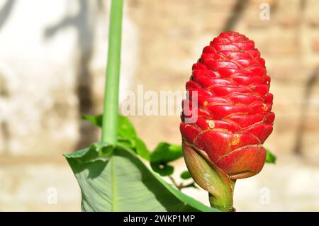 Zingiber zerumbet usually called as lempuyang gajah is belonging into zingiberaceae. This plant has been used as traditional medicine for curing coach Stock Photo