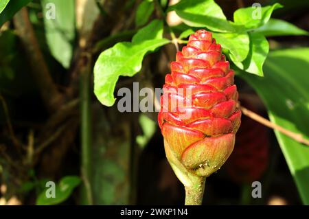 Zingiber zerumbet usually called as lempuyang gajah is belonging into zingiberaceae. This plant has been used as traditional medicine for curing coach Stock Photo