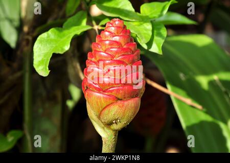 Zingiber zerumbet usually called as lempuyang gajah is belonging into zingiberaceae. This plant has been used as traditional medicine for curing coach Stock Photo