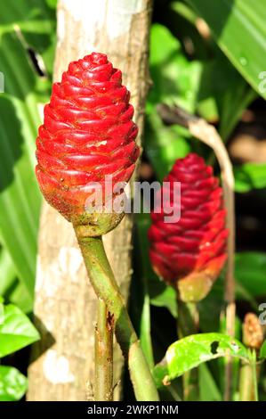 Zingiber zerumbet usually called as lempuyang gajah is belonging into zingiberaceae. This plant has been used as traditional medicine for curing coach Stock Photo