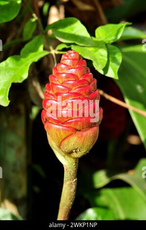 Zingiber zerumbet usually called as lempuyang gajah is belonging into zingiberaceae. This plant has been used as traditional medicine for curing coach Stock Photo