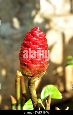 Zingiber zerumbet usually called as lempuyang gajah is belonging into zingiberaceae. This plant has been used as traditional medicine for curing coach Stock Photo