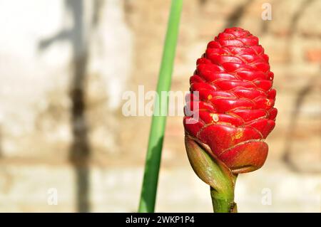 Zingiber zerumbet usually called as lempuyang gajah is belonging into zingiberaceae. This plant has been used as traditional medicine for curing coach Stock Photo