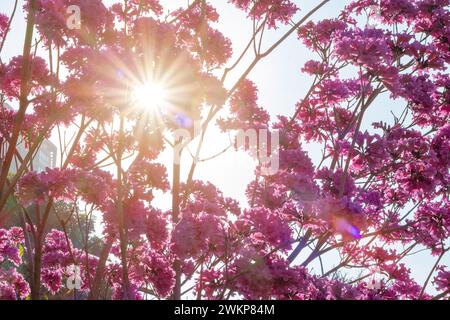 beautiful blooming Tabebuia Rosea or Tabebuia Chrysantha Nichols with sun flares horizontal composition Stock Photo