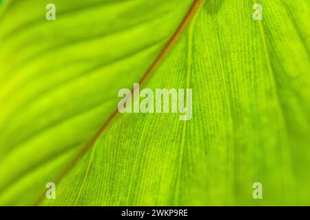 Green leaves background with copy space, close up texture of palm leaf. Sunny tropical garden plant, forest environment, summer growth, freshness Stock Photo