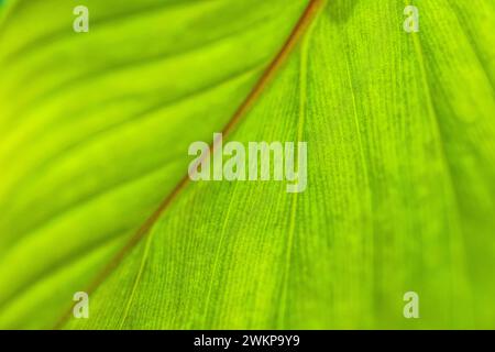 Green leaves background with copy space, close up texture of palm leaf. Sunny tropical garden plant, forest environment, summer growth, freshness Stock Photo
