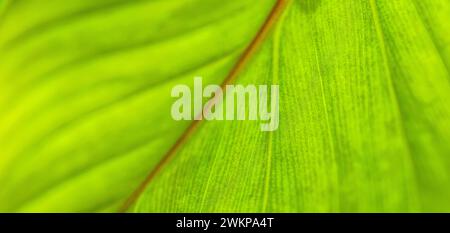 Green leaves background with copy space, close up texture of palm leaf. Sunny tropical garden plant, forest environment, summer growth, freshness Stock Photo