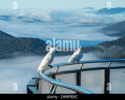 Two beautiful sulphur crested white cockatoos perched on the railing at Echo Point lookout overlooking the clouds and gum trees of the Blue Mountains Stock Photo