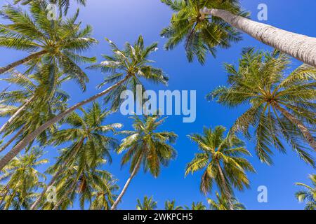 Green palm tree against blue sky and white clouds. Bottom view of palm trees tropical forest at blue sky background, tropical inspire nature pattern Stock Photo