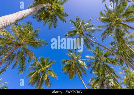 Green palm tree against blue sky and white clouds. Bottom view of palm trees tropical forest at blue sky background, tropical inspire nature pattern Stock Photo