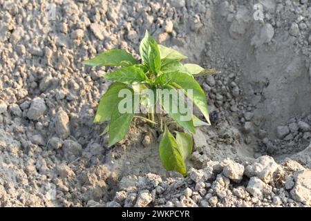 A bell pepper bush grows in the garden bed. Stock Photo