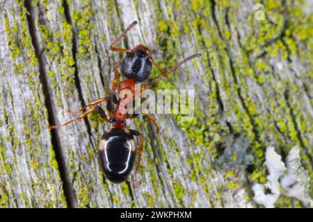 Dolichoderus quadripunctatus (Dolichoderus quadripunctatus), ant on wood. Stock Photo