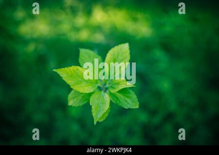 Green nature background. Nature of green leaves blur lush foliage in garden at summer. Natural green leaf plants closeup as spring background Stock Photo