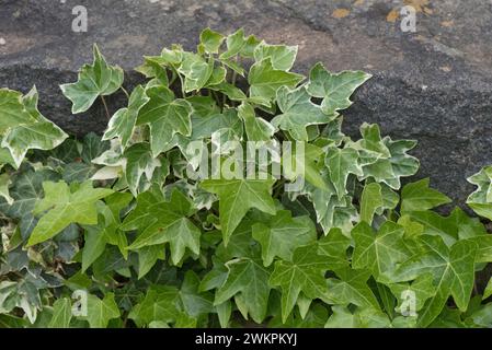 Variegated ivy (Hedera helix) with cream edges to the leaves and reverted green leaves on the same plant growing over rocks in a garden, May Stock Photo