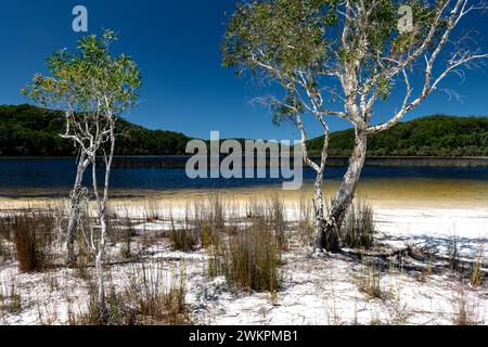 White sand in front of famous Lake Garawongera on Fraser Island. Stock Photo