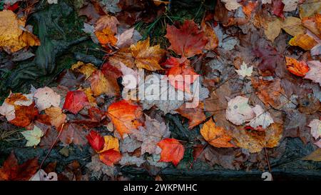 The vibrant autumn foliage lying on the forest floor. Stock Photo