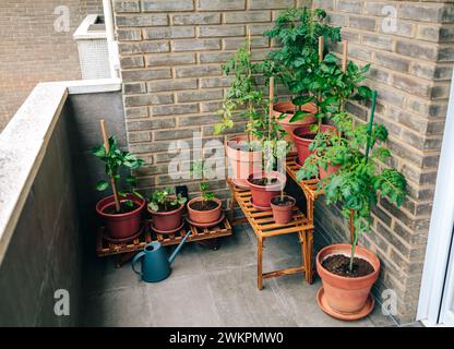 Small vegetable garden on balcony of town apartment with varieties of green plants growing on a ceramic pots and brick wall on background. Urban susta Stock Photo