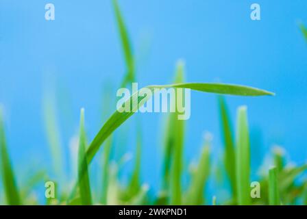 blades of grass Stock Photo