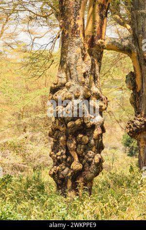 Acacia trees with swollen trunks at Lake Nakuru Nationa Park in Kenya Stock Photo